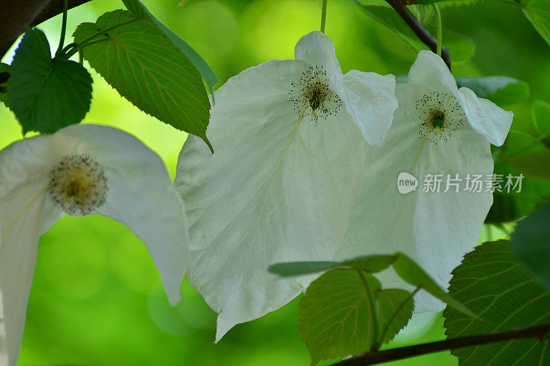 手帕树花/鸽子树/珙桐